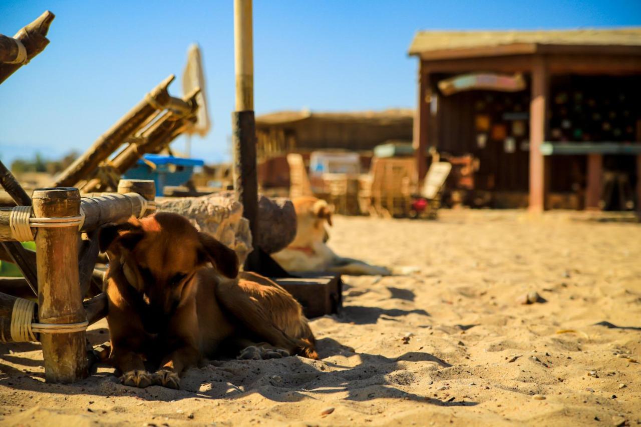 Habiba Beach Lodge Nuweiba` エクステリア 写真