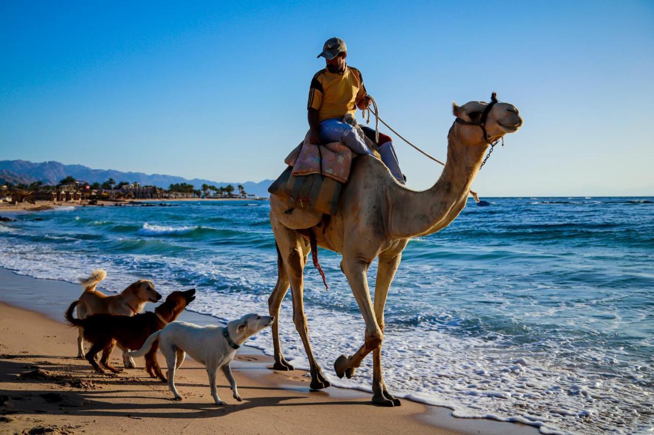 Habiba Beach Lodge Nuweiba` エクステリア 写真