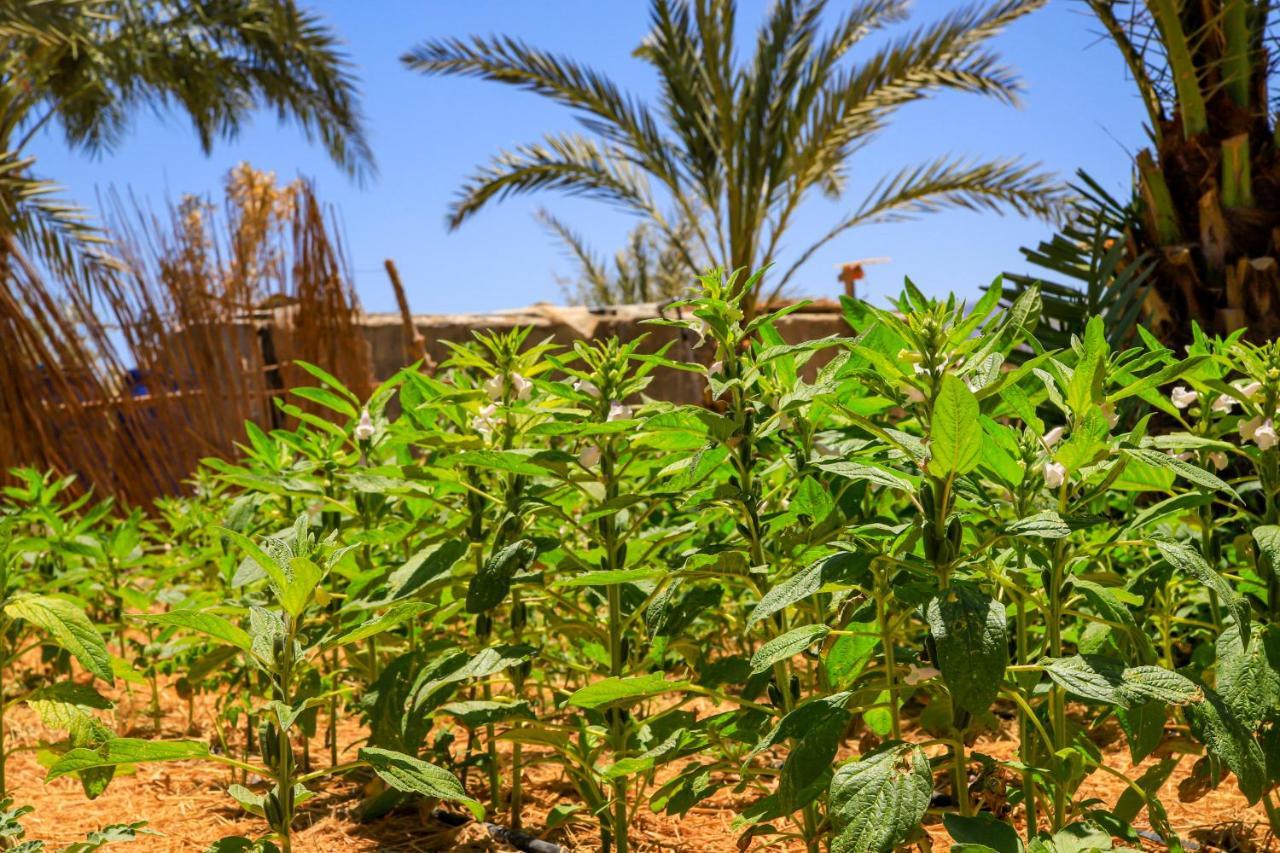 Habiba Beach Lodge Nuweiba` エクステリア 写真